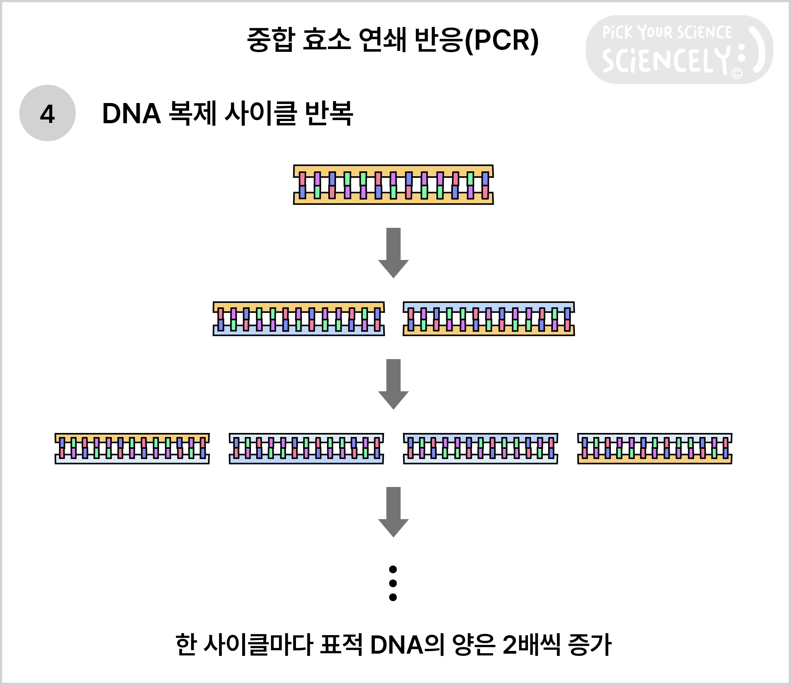 중합 효소 연쇄 반응, PCR, 복제 사이클 반복