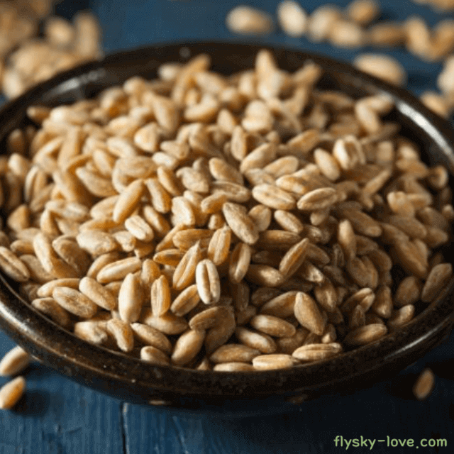 파로(FARRO) 엠머밀 효능