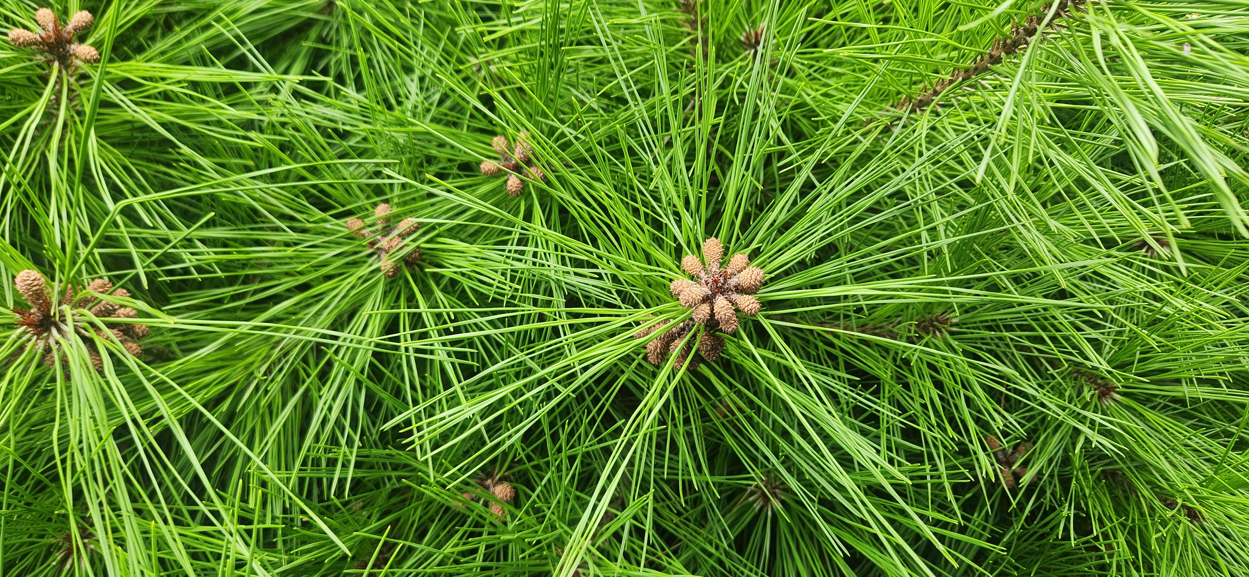 짙은 초록의 소나무 바늘잎과 어린 수꽃이 퍼져 있는 모습