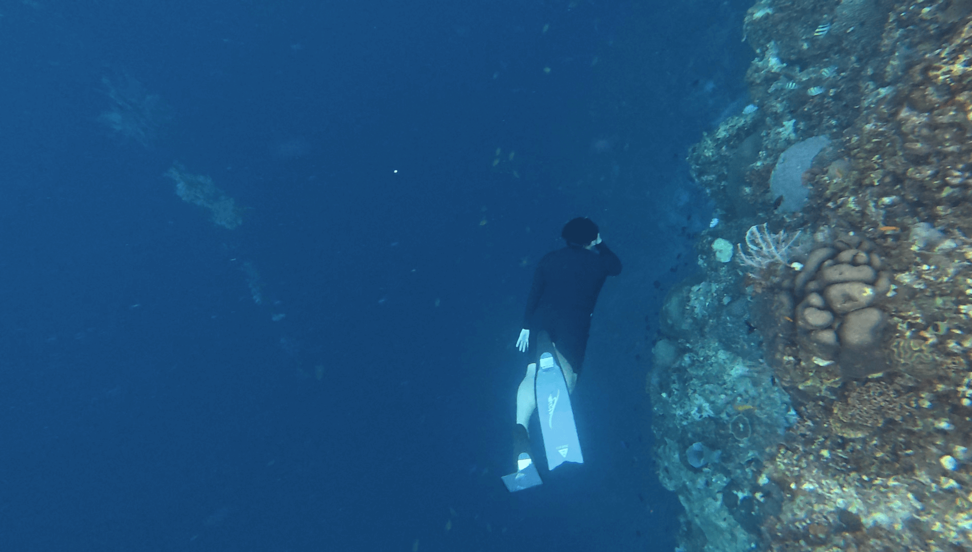 나팔링 정어리떼