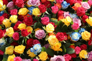 장미정원 이미지 5