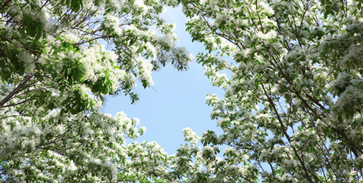 전주 이팝나무 축제 
