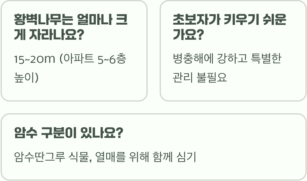 황벽나무 키우기 A to Z (묘목 심기부터 관리까지)