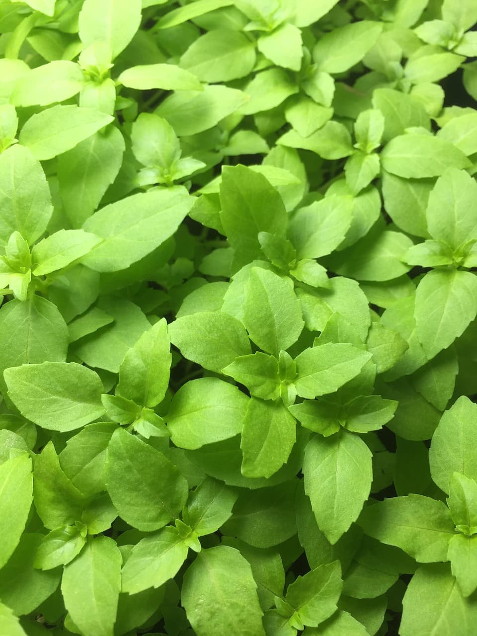 농업을 위한 정부 지원사업의 모든 것: 공익형 직불제에서 스마트농업까지