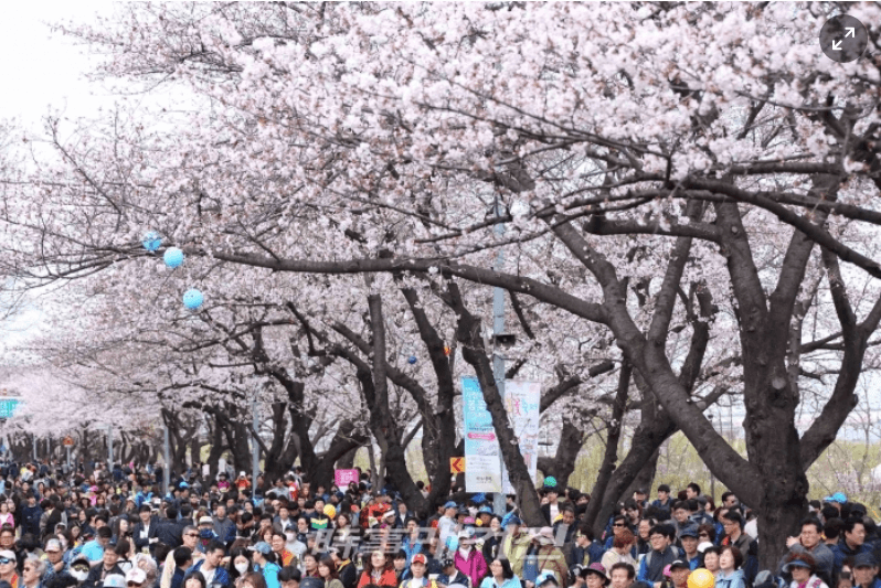 여의도벛꽃축제