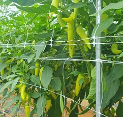 전남여수당조고추