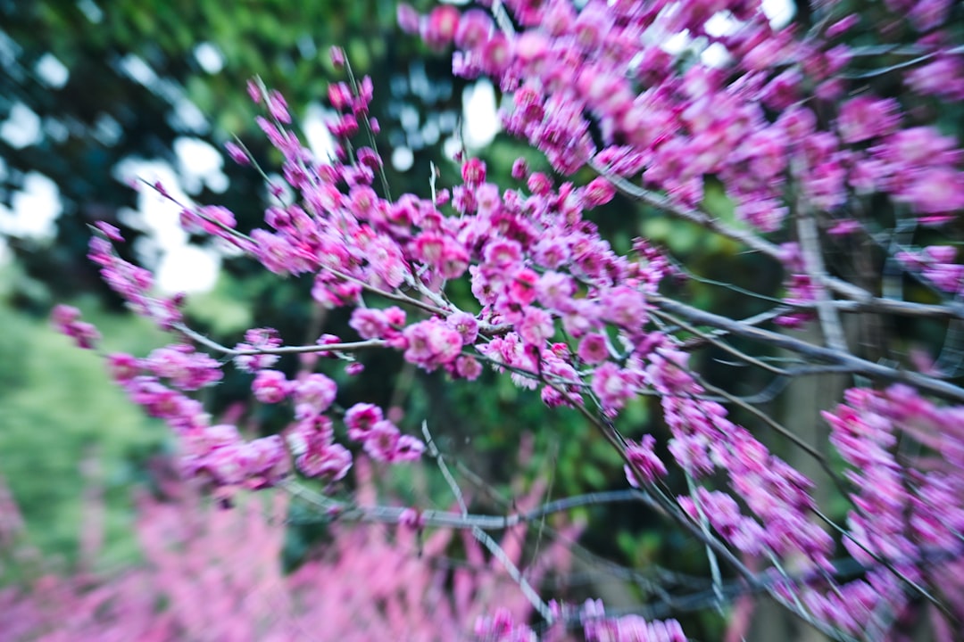 Plum Blossom.