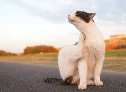 목을 조르는 고양이.
