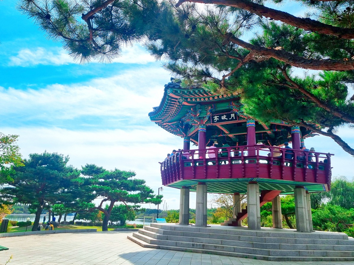 서울 근교 가을꽃 만발한, 경기도 고양시 강매석교공원 창릉천 코스모스축제