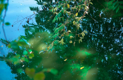 2025년 화담숲 반딧불이 이벤트