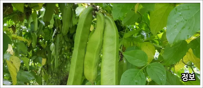 작두콩차-특징,-효능,-부작용