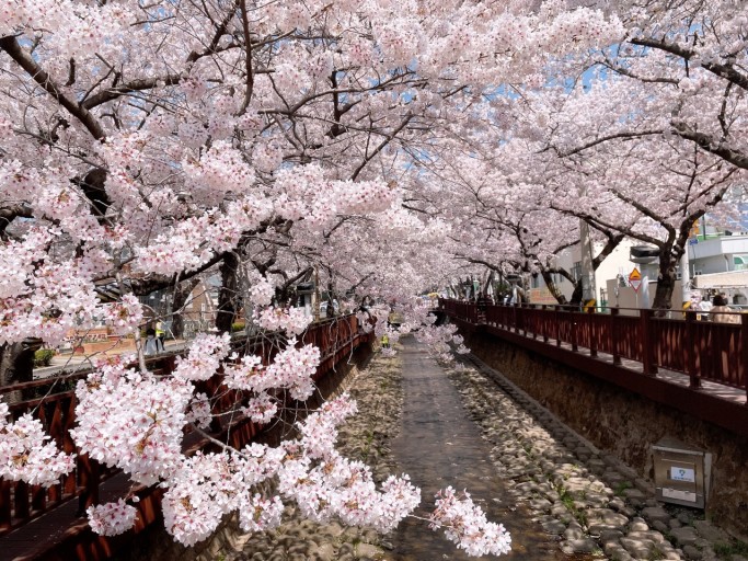 진해군항제벚꽃명소