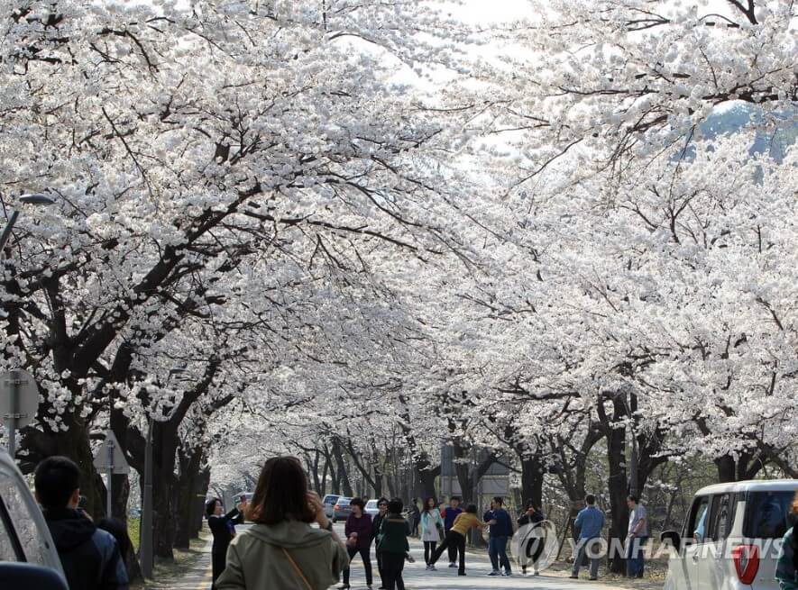 설악산 벚꽃길