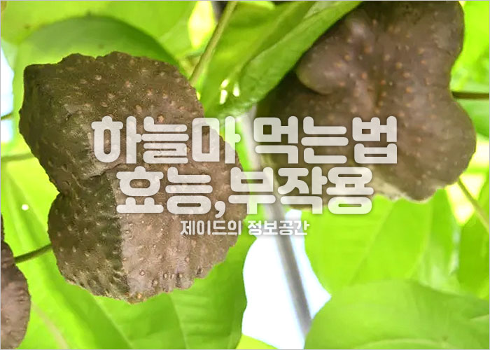 하늘마 먹는법, 효능, 부작용