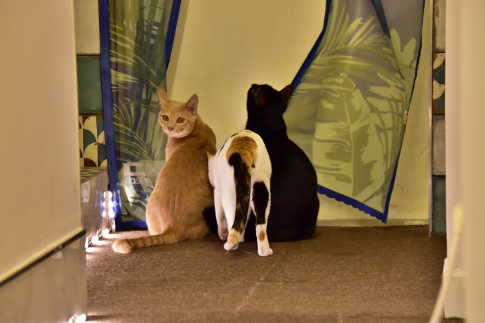 수영동 디저트 카페 스윗트롤 고양이