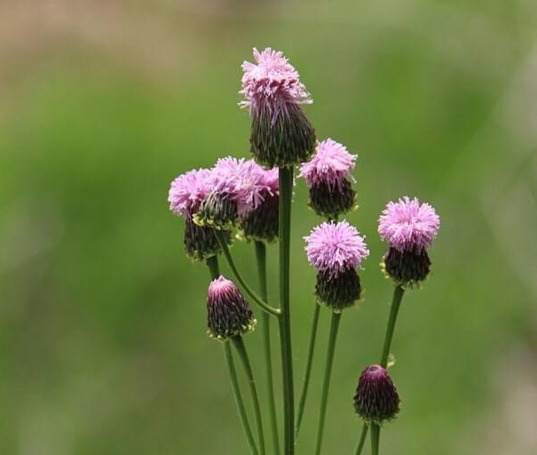 지칭개의 효능 6가지와 먹는 법&amp;#44; 꽃말&amp;#44; 부작용