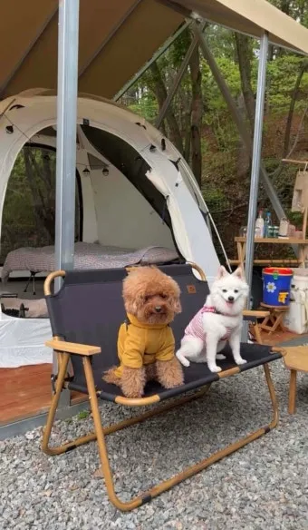 서울 마포 반려동물 캠핑장 도심 속 힐링 명소 가이드_9