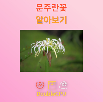 문주란꽃 꽃말 및 탐구