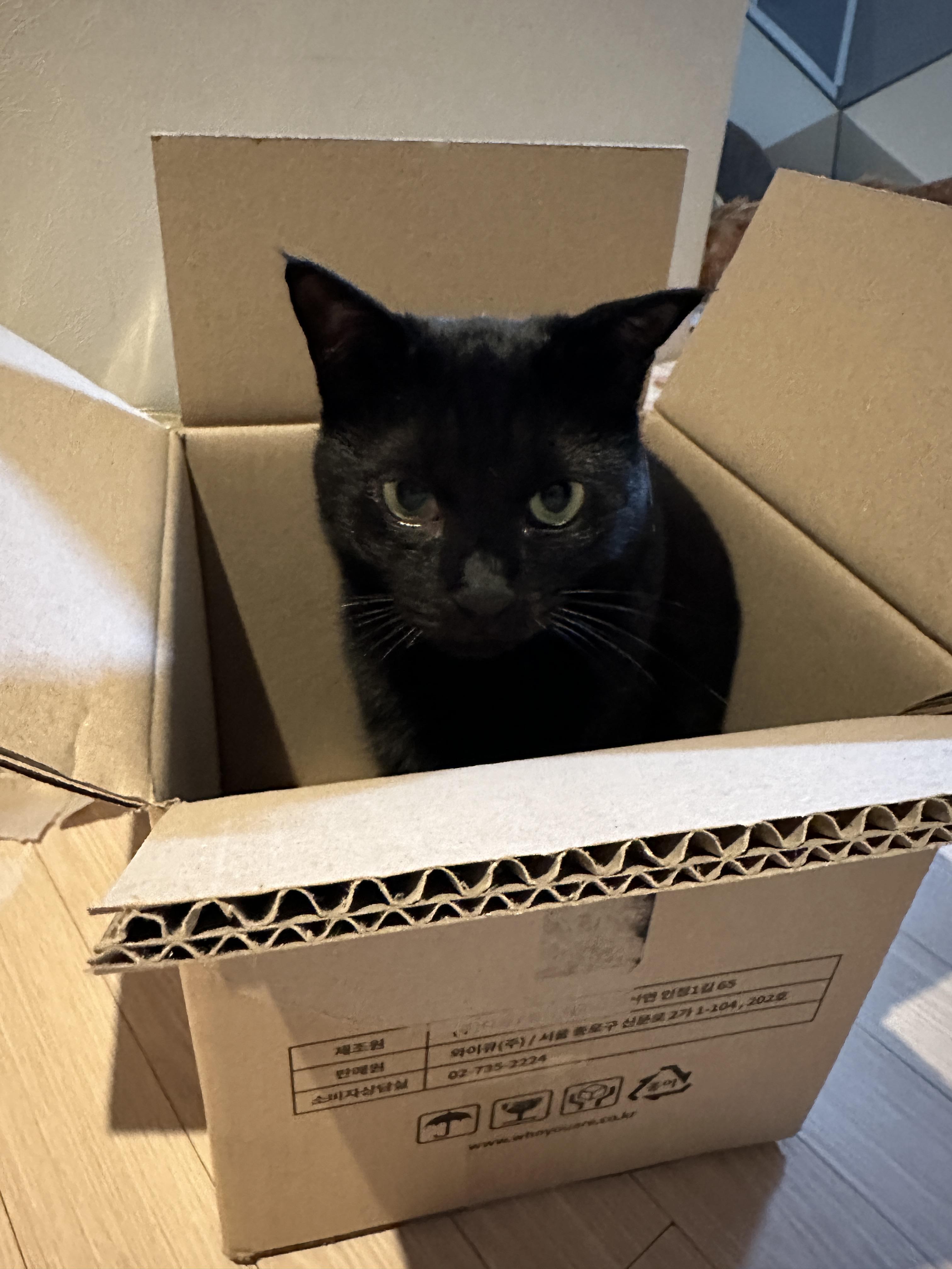 박스에 하품하러 들어간 두리와 건이 남매 (feat. 눈치있는 집사가 되자)