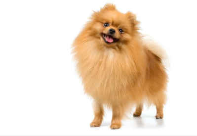 독일 츠베르크스피츠(현재의 포메라니안)