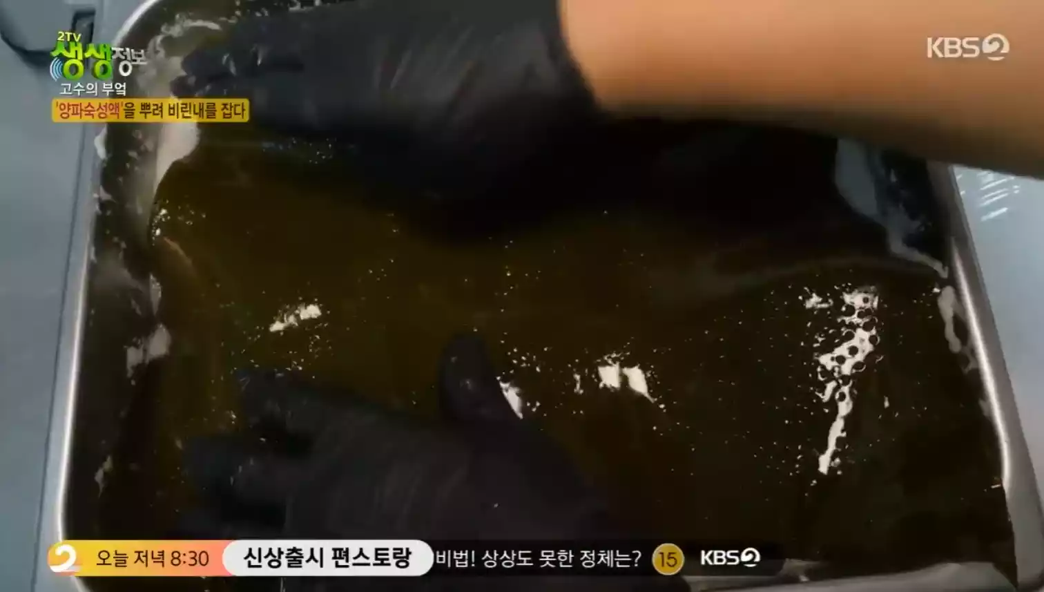 다시마