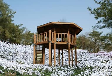 옥정호-구절초-테마공원