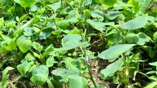 곤드레-엉겅퀴-재배법-병충해-발생원인-증상-방제법