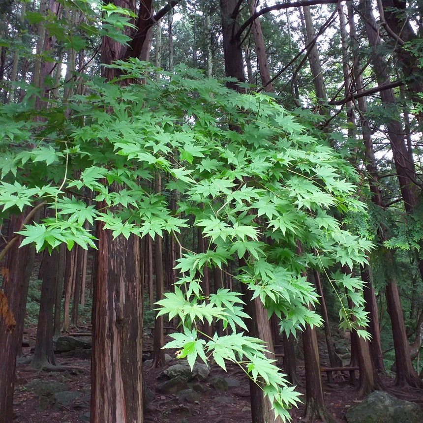 조계산보리밥집