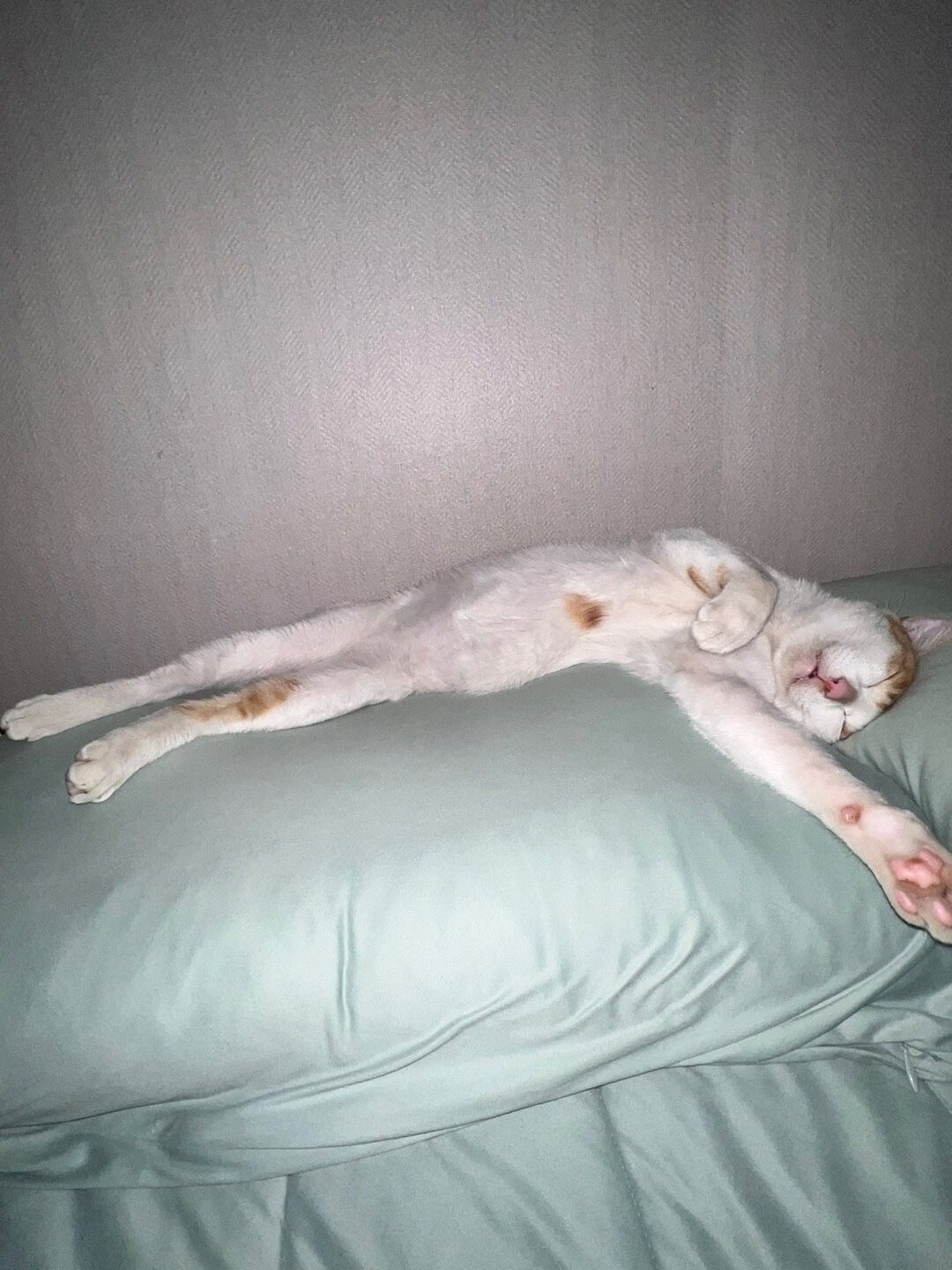 슈퍼맨 처럼 자는 사진