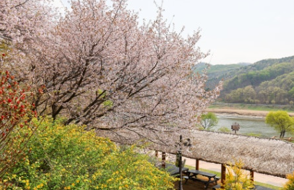 금강 석정리 벚꽃 사진