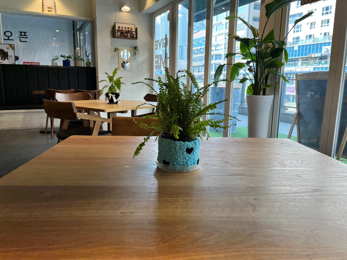 식물 인테리어