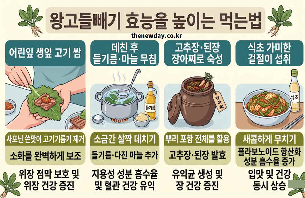 왕고들빼기 효능 높이는 먹는법