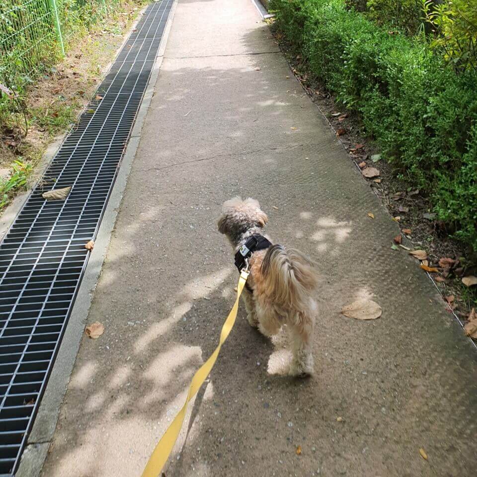 걷고 있는 강아지
