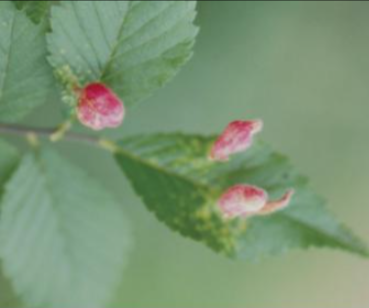 검은배네줄면충