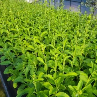 스테비아 재배 삽목 요령 단맛 유지 잎 건조_3