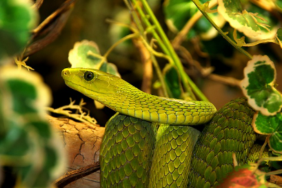 스네이크 센스의 인간 응용과 진화론적 기원: 뱀의 특별한 감각 체계를 통해 배우다