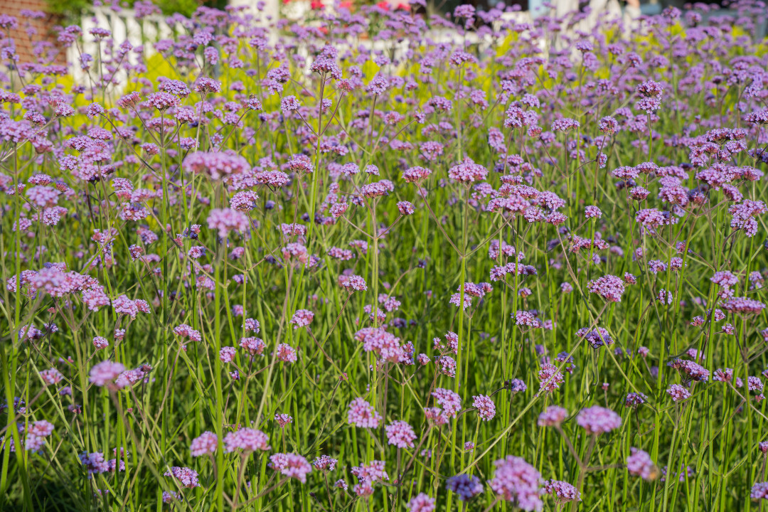수원 팔달산 행궁광장
