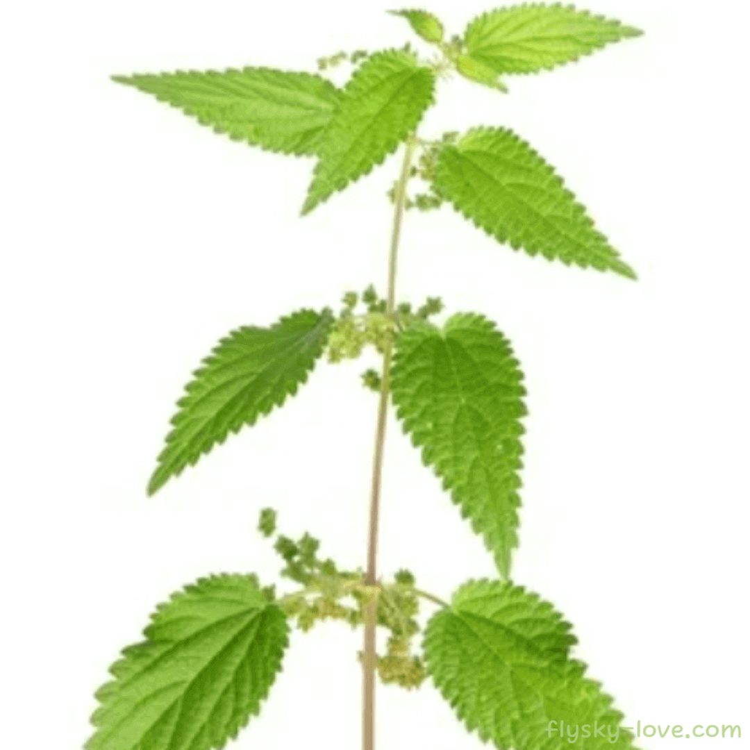 서양 쐐기풀 (Nettle) 효능
