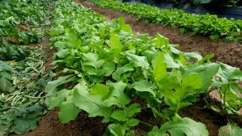 무 재배 솎아주기 토양 소독 비닐 멀칭_14