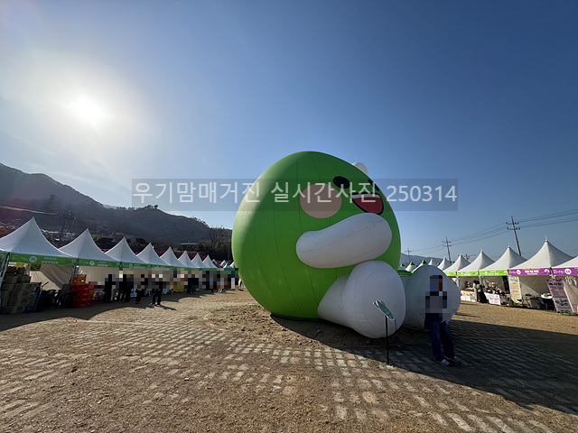 2025 광양매화축제 일정 실시간 개화 주차장