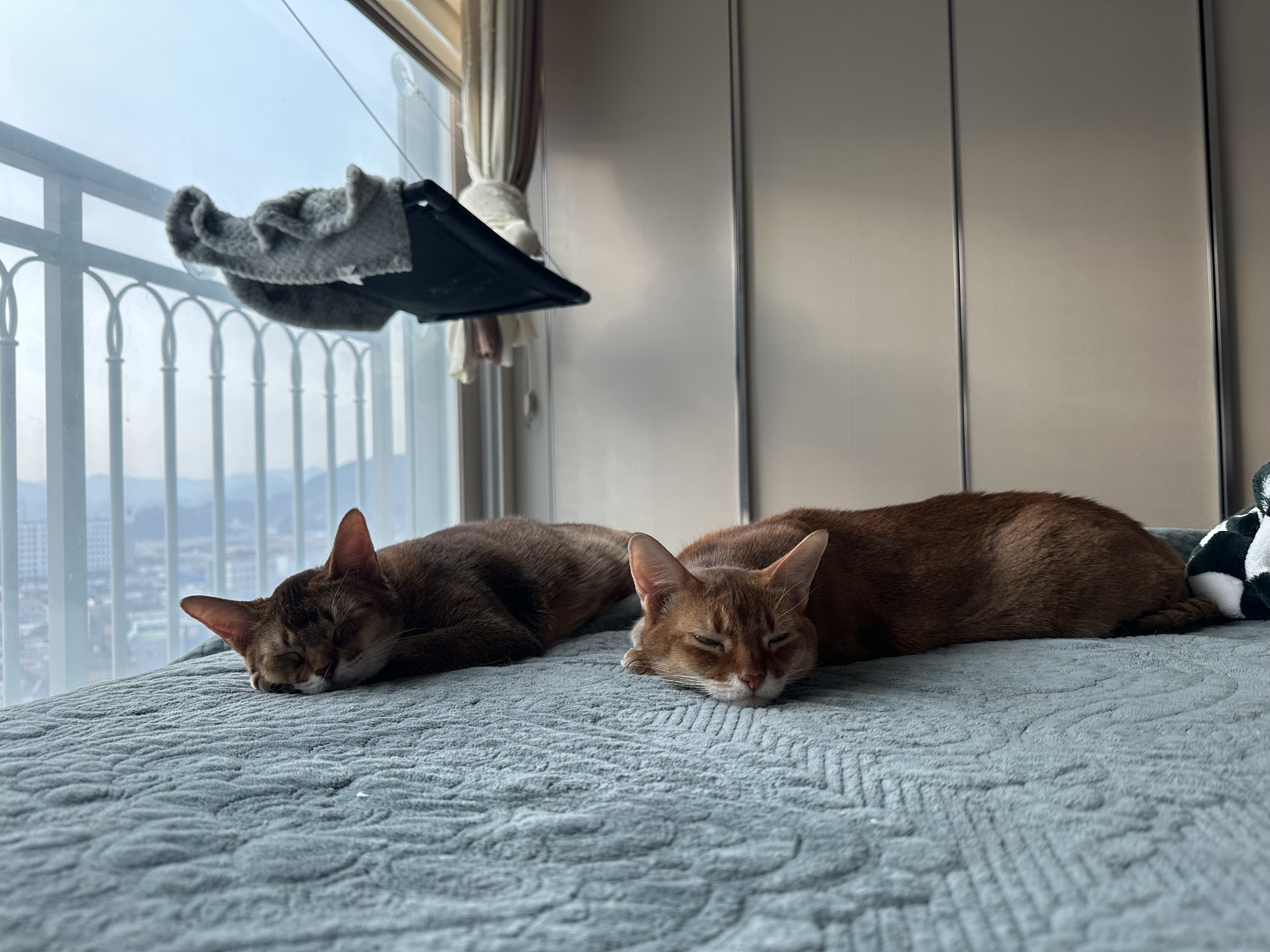 아비시니안_고양이_루디와_루나