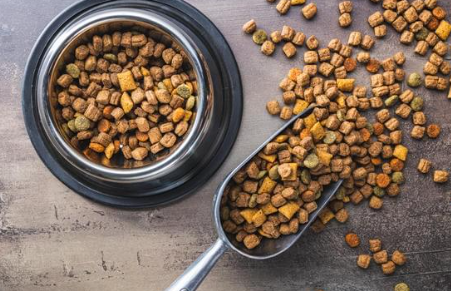 강아지 사료 추천 간식 선택 가이드