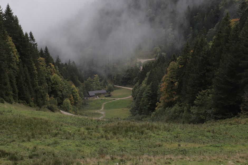 Tranquil misty view of an alpine valley with dense evergreen forests in Austria.