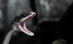 뱀이 황금색으로 빛나는 꿈해몽