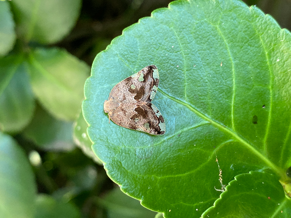 팔점날개매미충