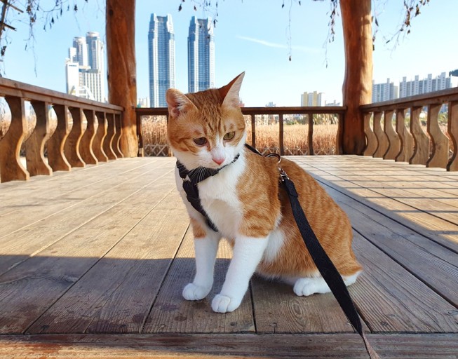 고양이 산책