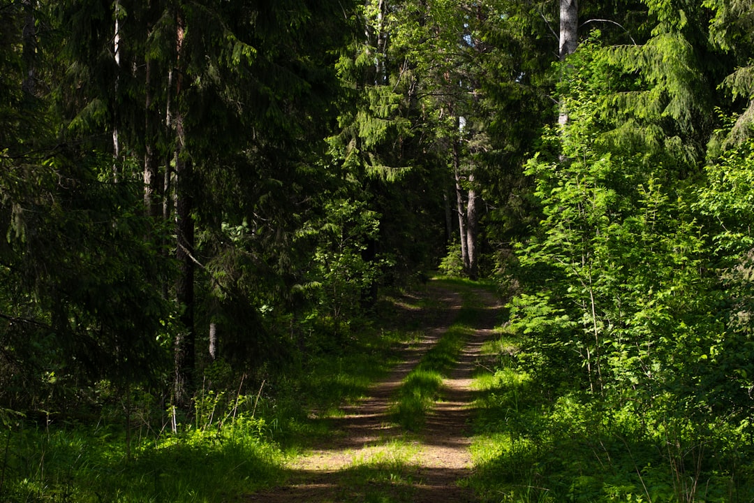 Forest