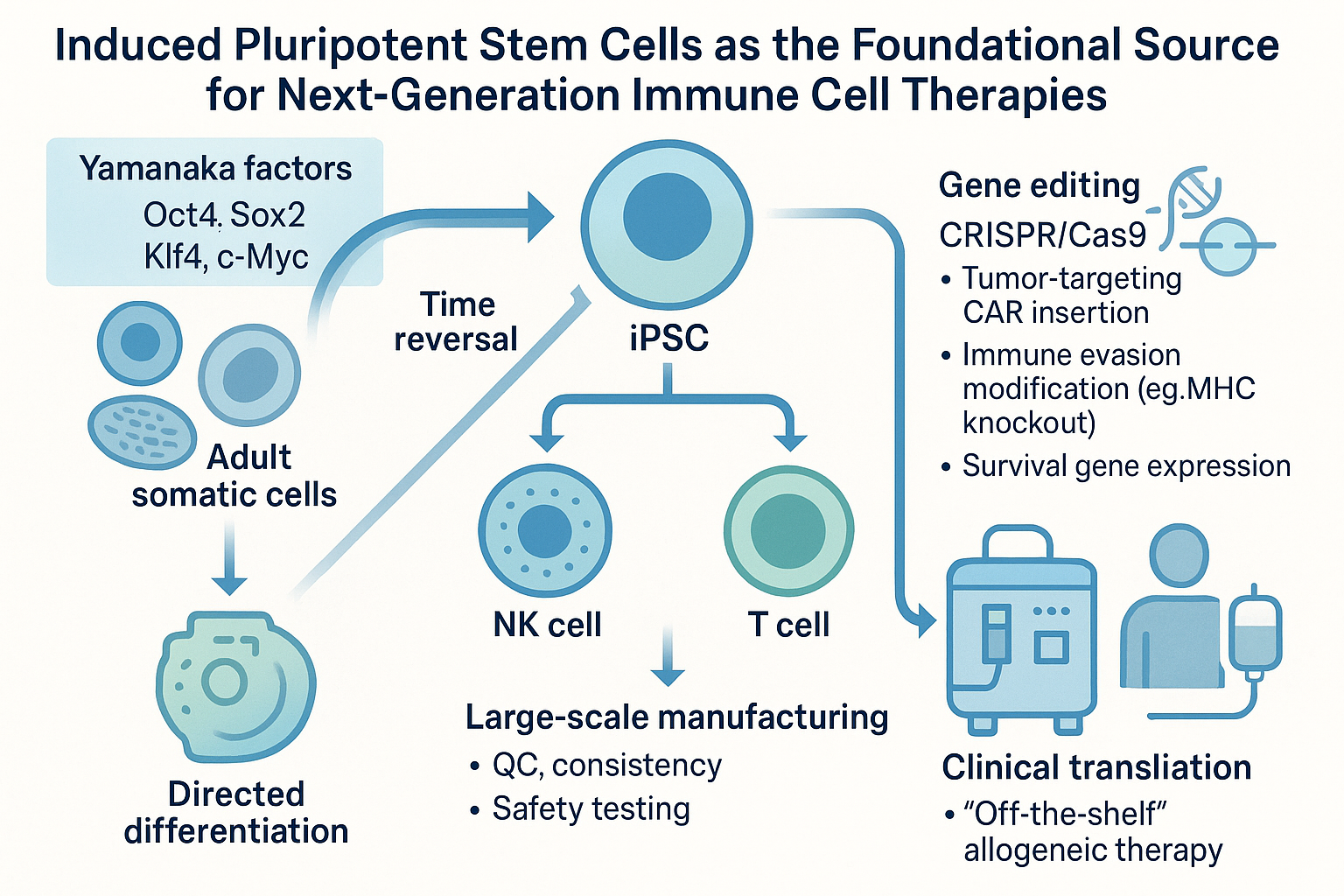iPSCs, 차세대 면역 세포 치료제의 원료