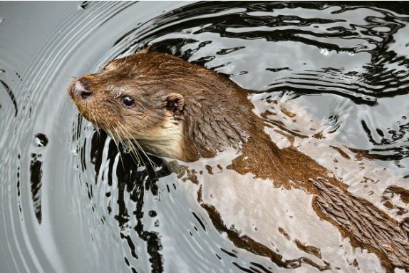 사라져가는 한국의 멸종위기 동물들 수달