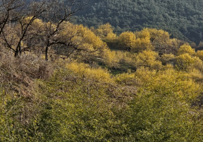 구례 산수유마을